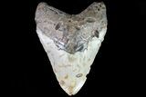 Bargain, Megalodon Tooth - North Carolina #82930-1